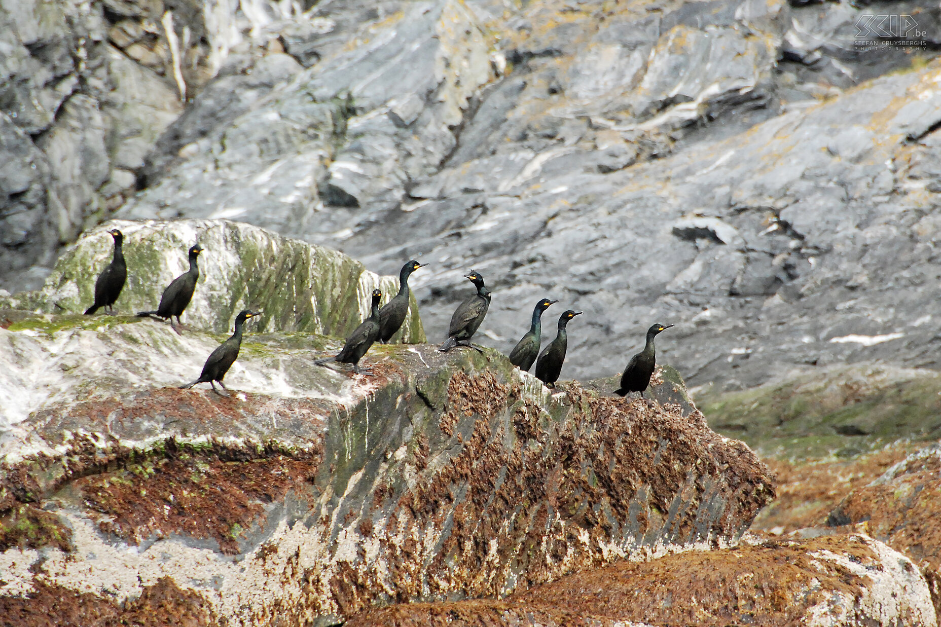 Zodiac tour - Cormorants A family of cormorants (phalacrocorax aristotelis) on the rocks. Stefan Cruysberghs